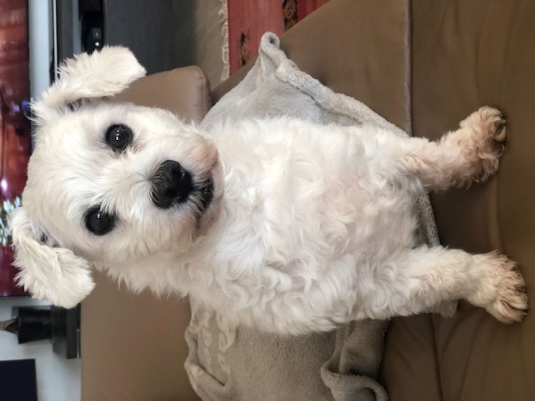 SAMMY